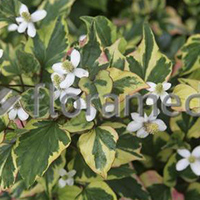 HOUTTUYNIA